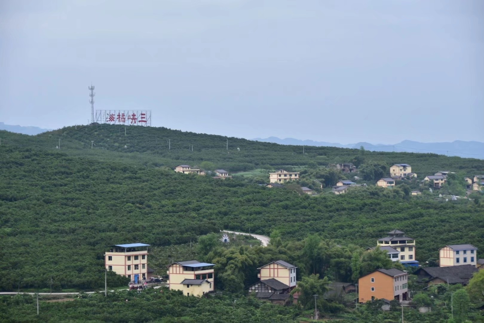 忠县 四月百芳尽 满山满园橘花香
