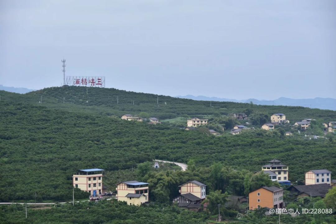 忠县 四月百芳尽 满山满园橘花香