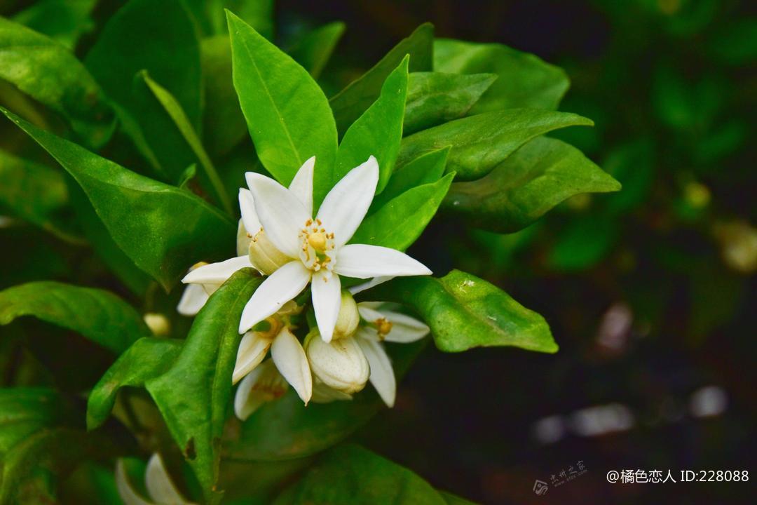 忠县 四月百芳尽 满山满园橘花香